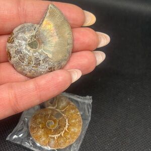 Iridescent Fossil Ammonite